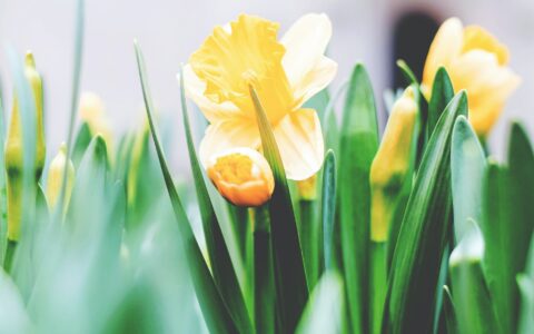 East Leake Academy newsletter - March 2021