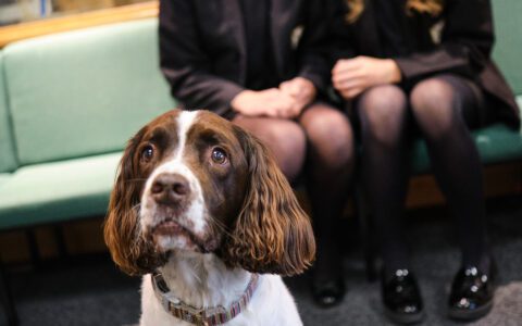 Bubba - the heart of student wellbeing